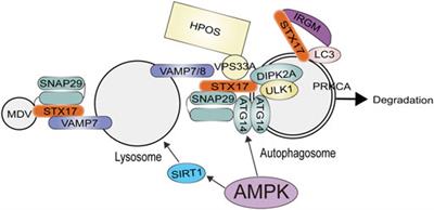 Role of AMPK in autophagy